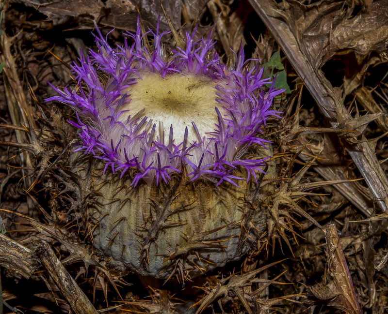 Carlina gummifera.24