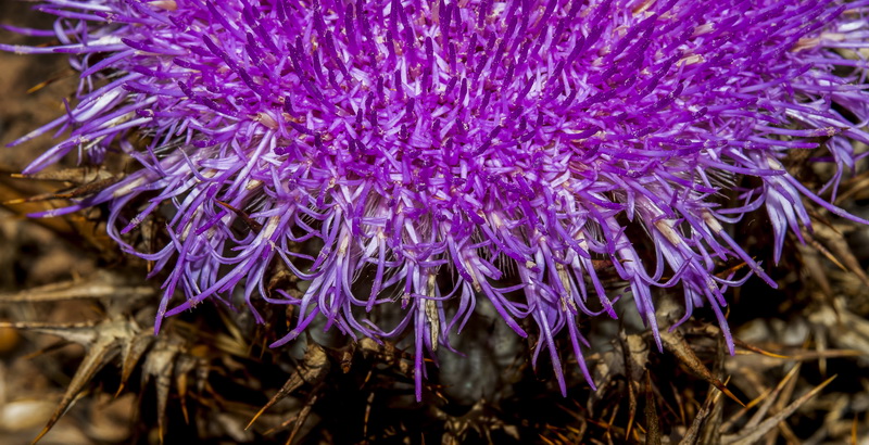 Carlina gummifera.34