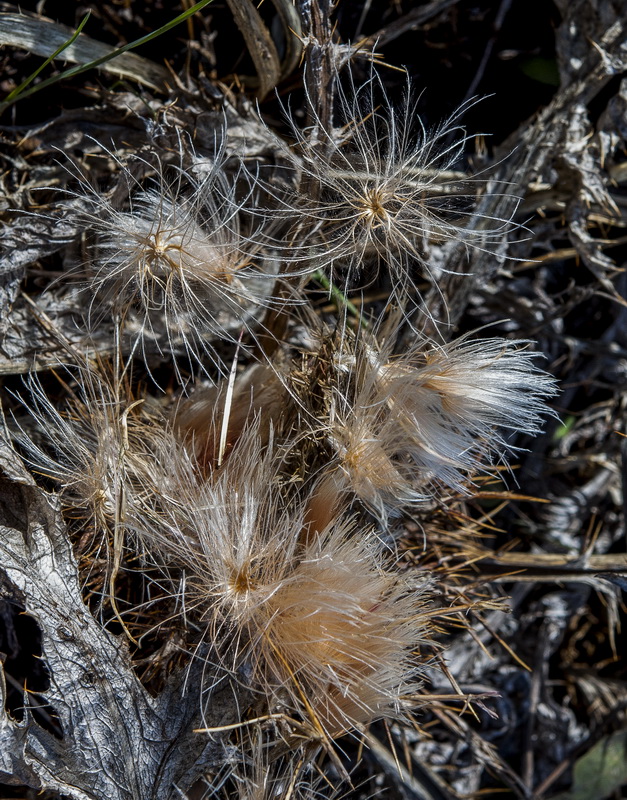 Carlina gummifera.43