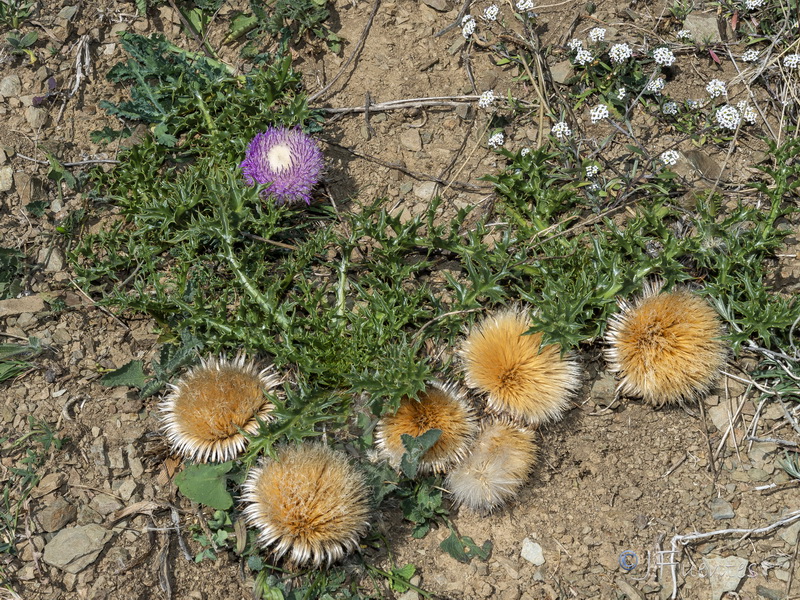 Carlina gummifera.44