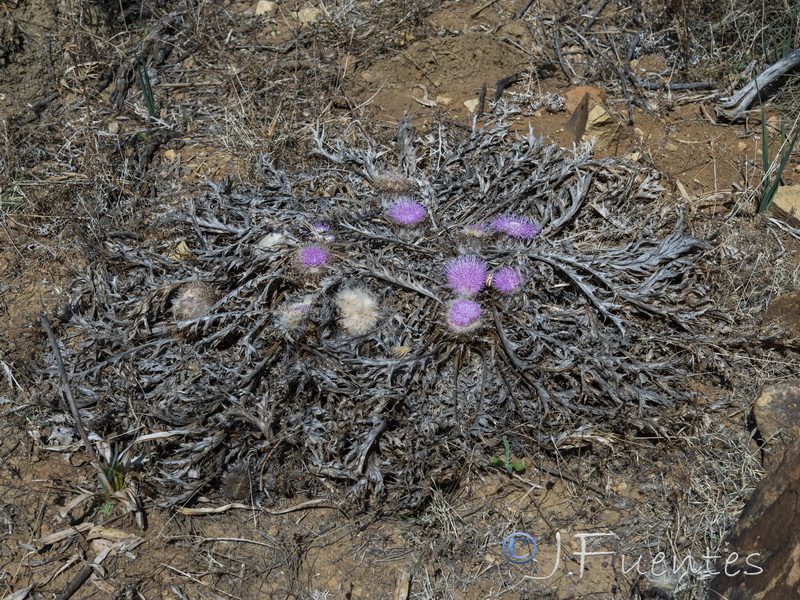 Carlina gummifera.01