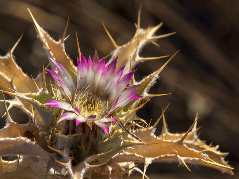 Carlina lanata.01