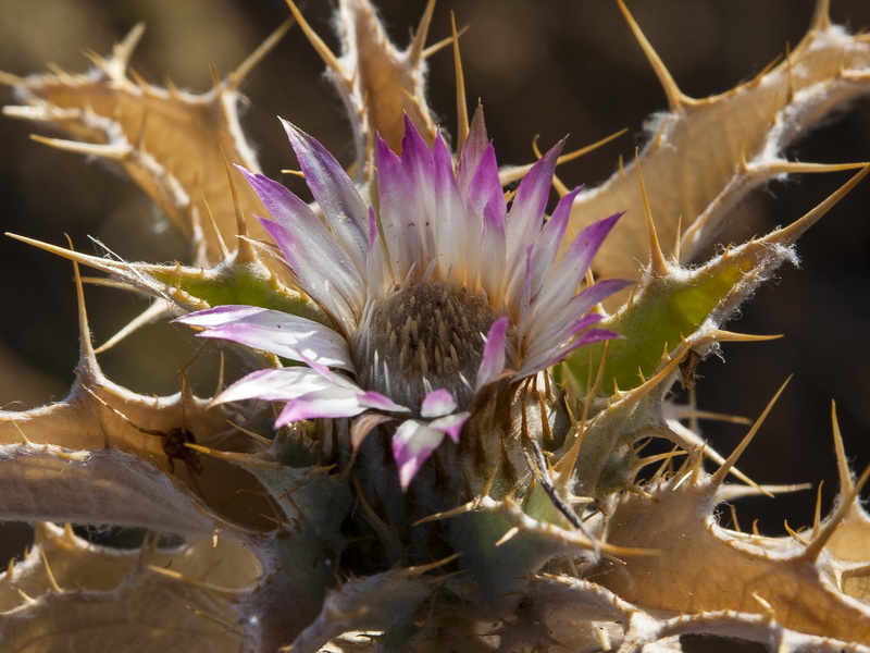 Carlina lanata.02