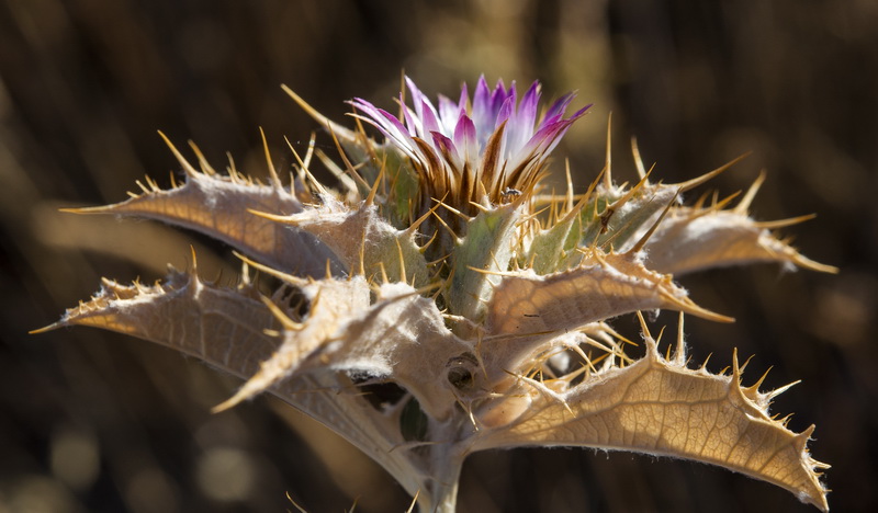 Carlina lanata.03