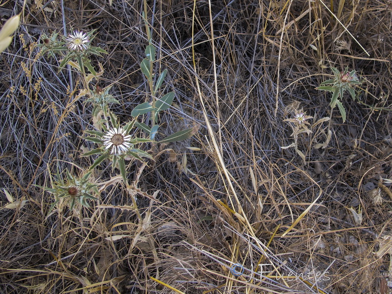 Carlina lanata.04