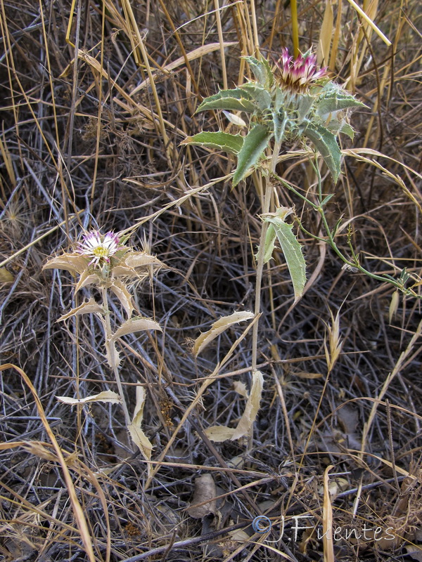 Carlina lanata.05