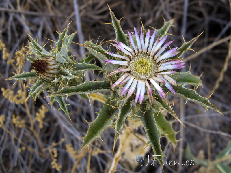 Carlina lanata.06