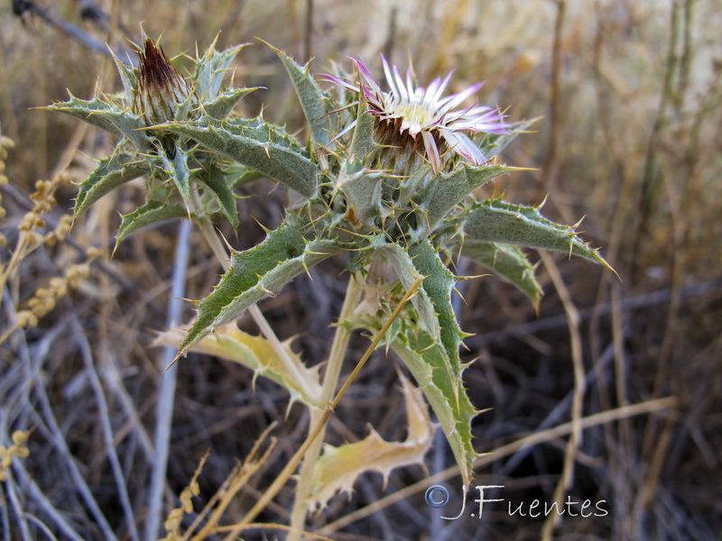 Carlina lanata.07