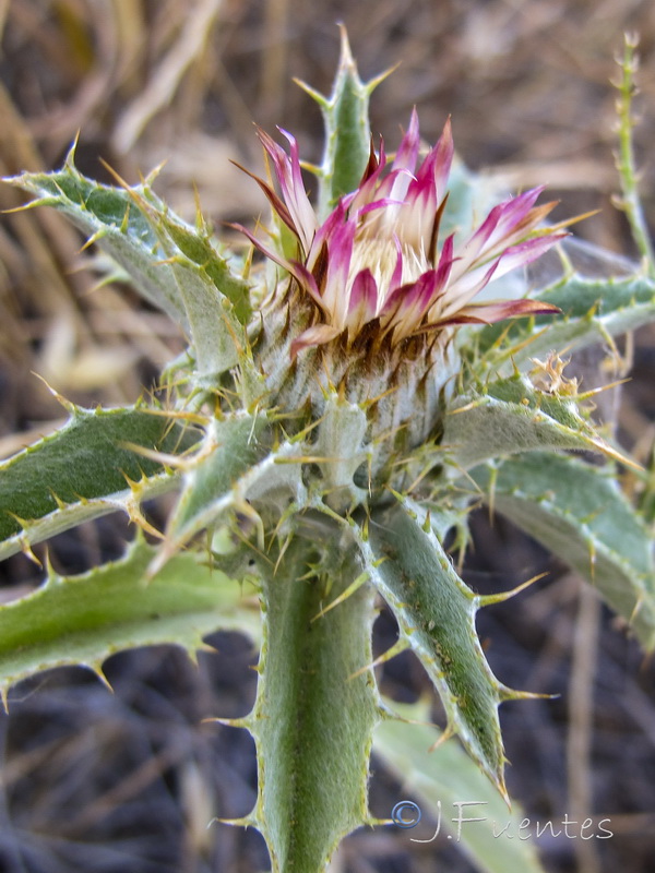 Carlina lanata.08