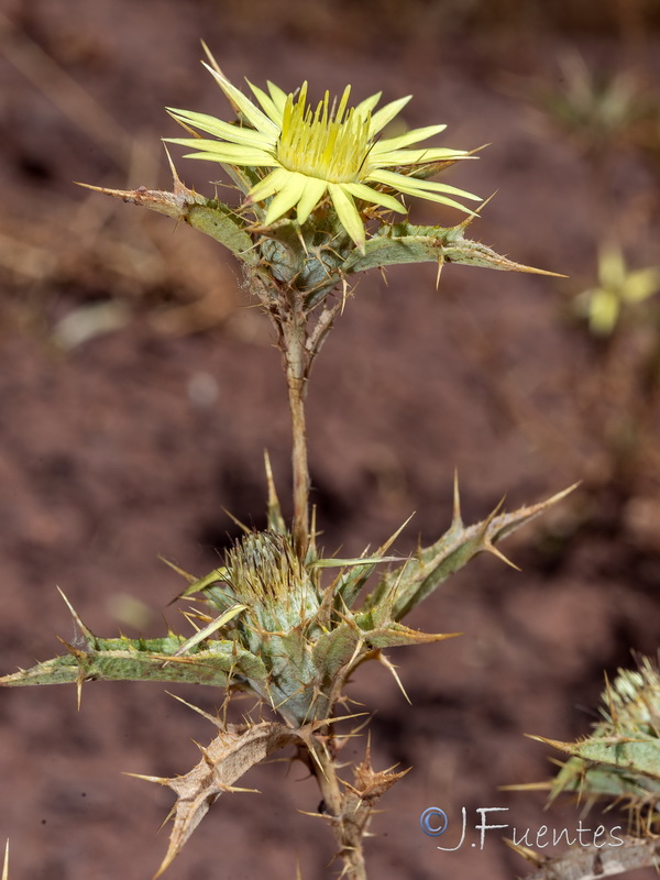 Carlina racemosa.04
