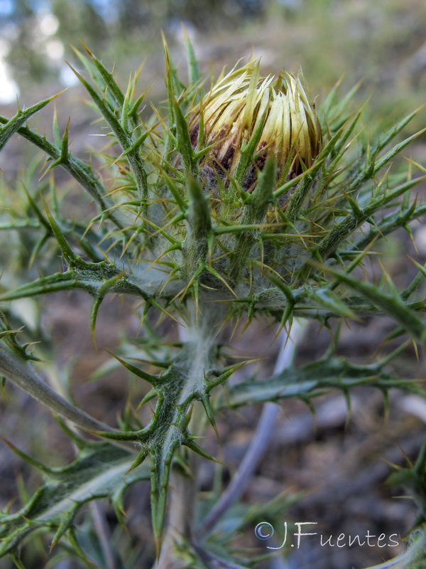Carlina vugaris.03