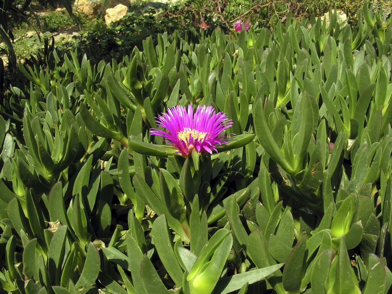 Carpobrotus edulis.01