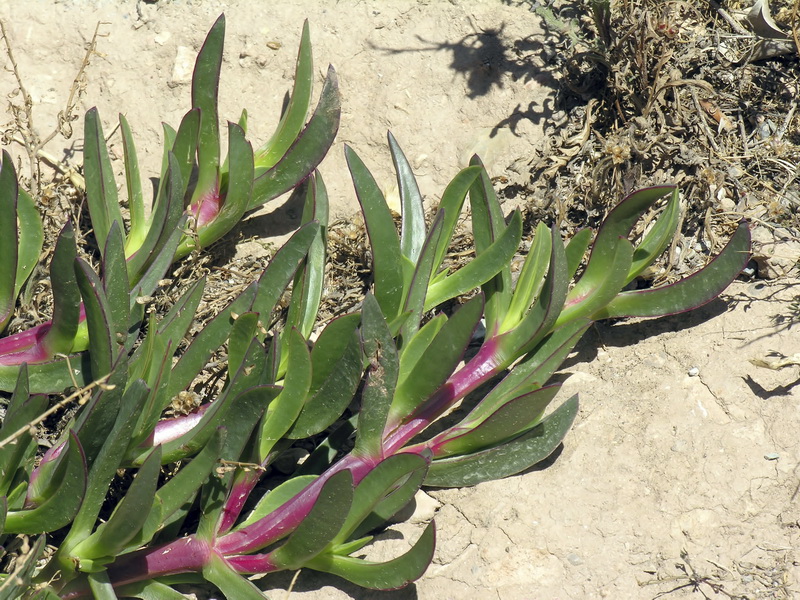 Carpobrotus edulis.03