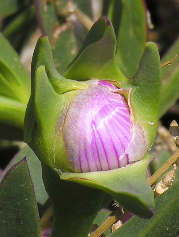 Carpobrotus edulis.06