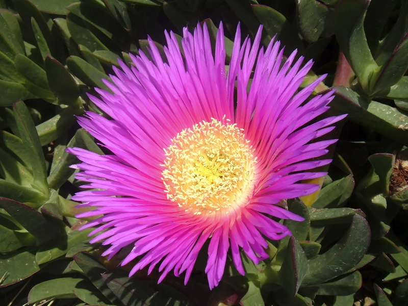 Carpobrotus edulis.11