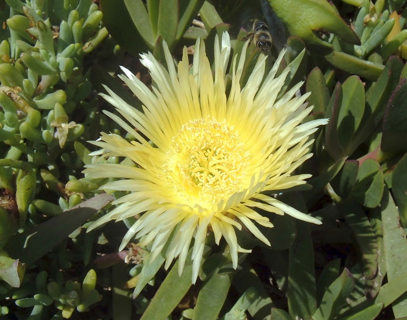 Carpobrotus edulis.12