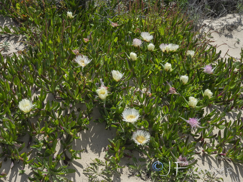 Carpobrotus edulis.13