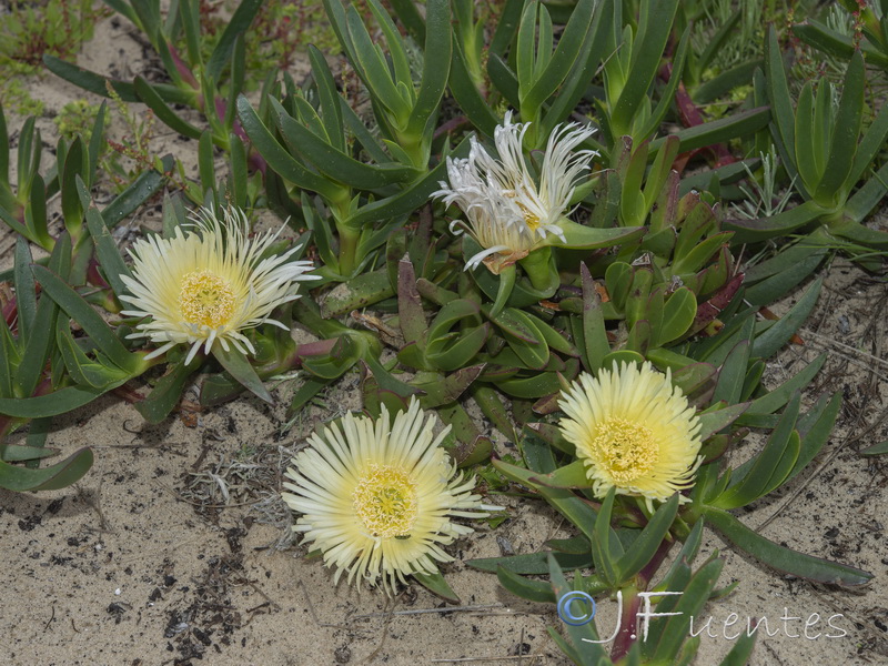 Carpobrotus edulis.14