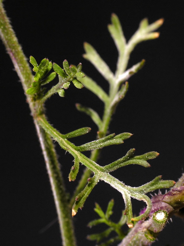 Carrichtera annua.04