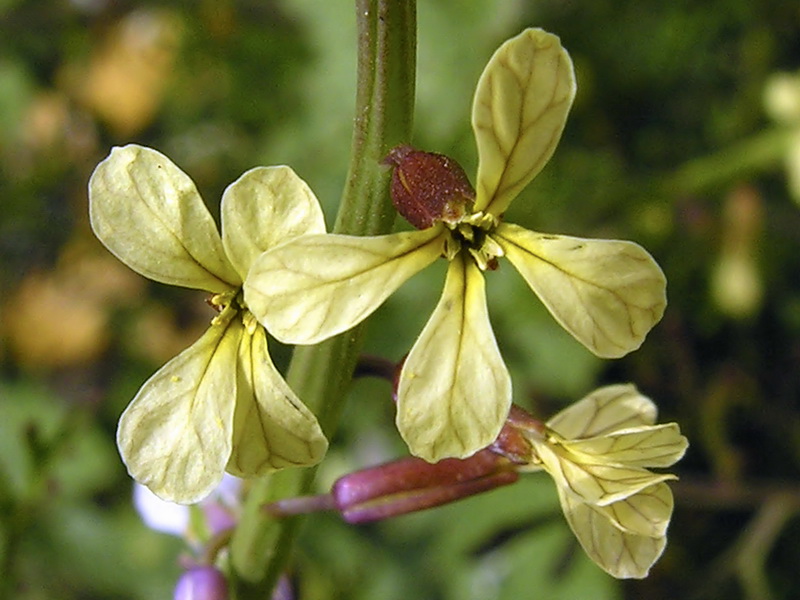 Carrichtera annua.13