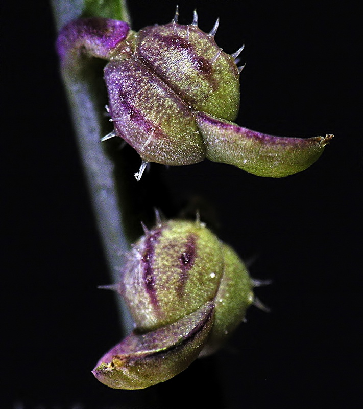 Carrichtera annua.16