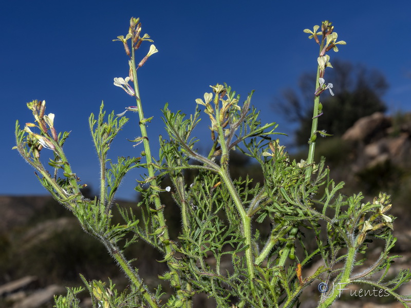 Carrichtera annua.17