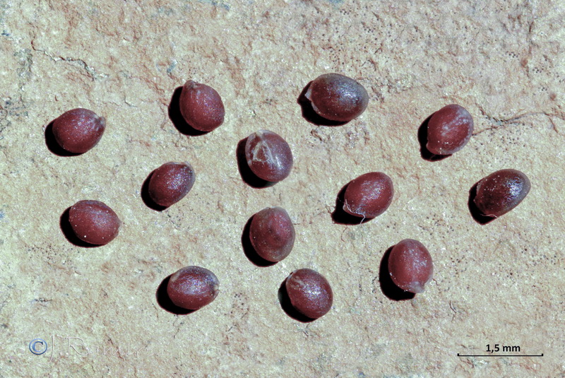 Carrichtera annua.22