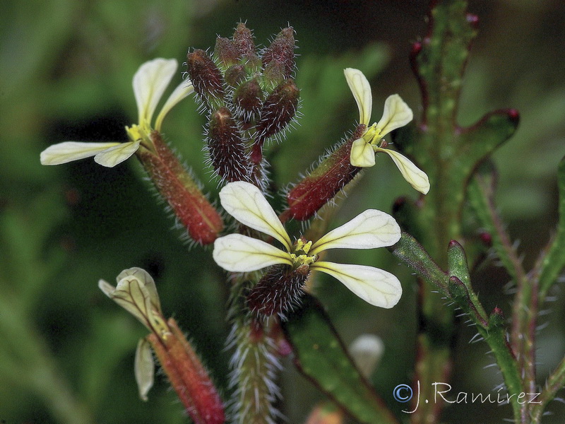 Carrichtera annua.14