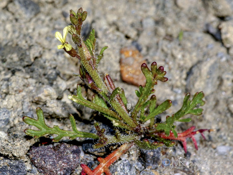 Carrichtera annua.26