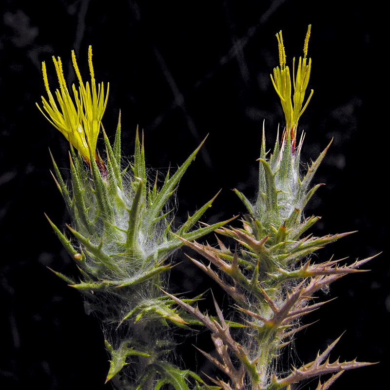 Carthamus lanatus.01