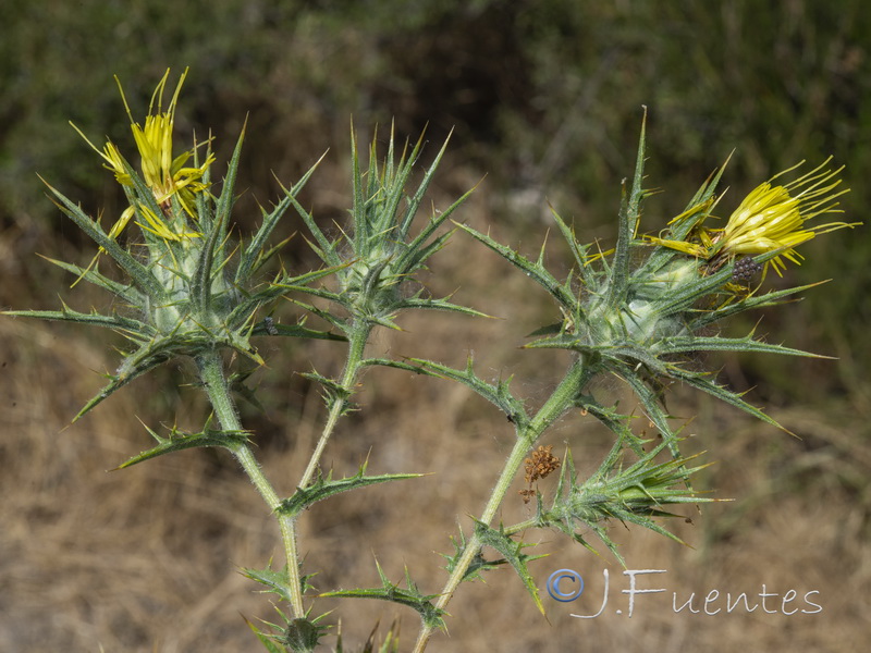 Carthamus lanatus.03