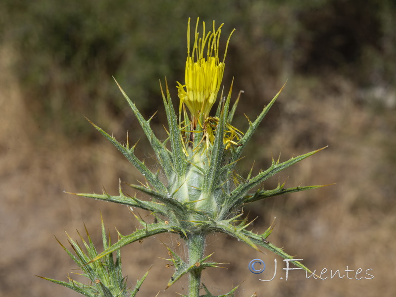 Carthamus lanatus.04