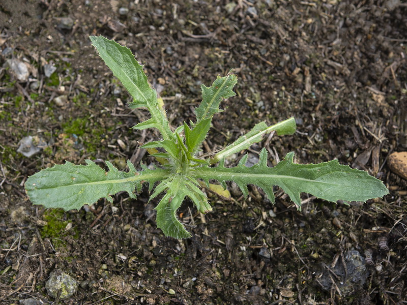 Carthamus lanatus.24