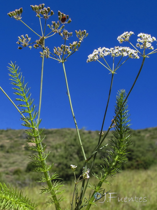 Carum verticillatum.02