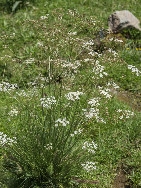 Carum verticillatum.03
