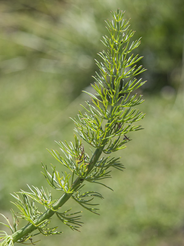 Carum verticillatum.04