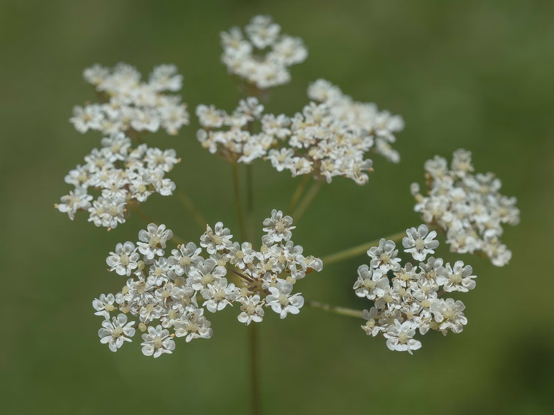 Carum verticillatum.06