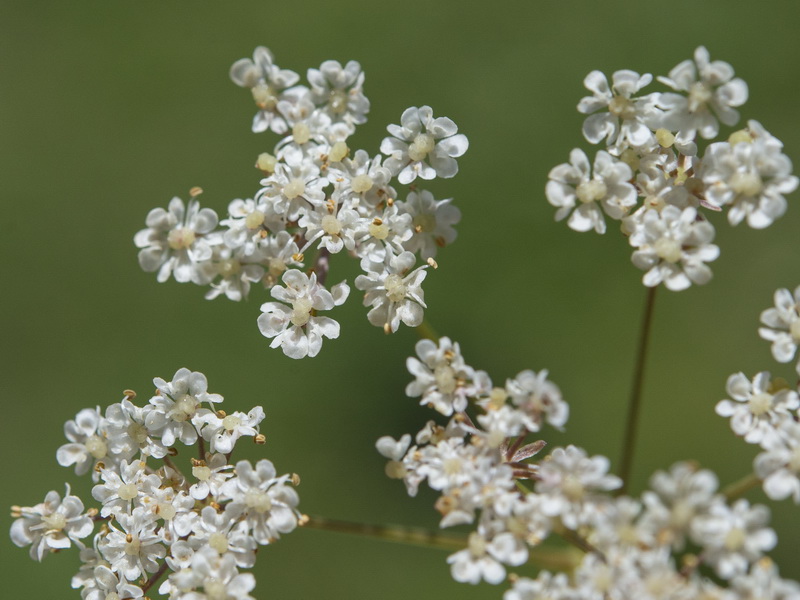 Carum verticillatum.07