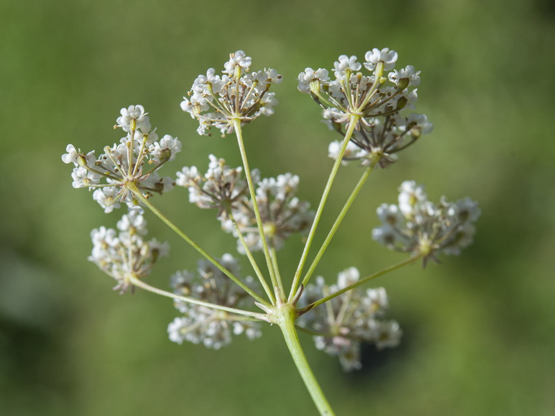 Carum verticillatum.08