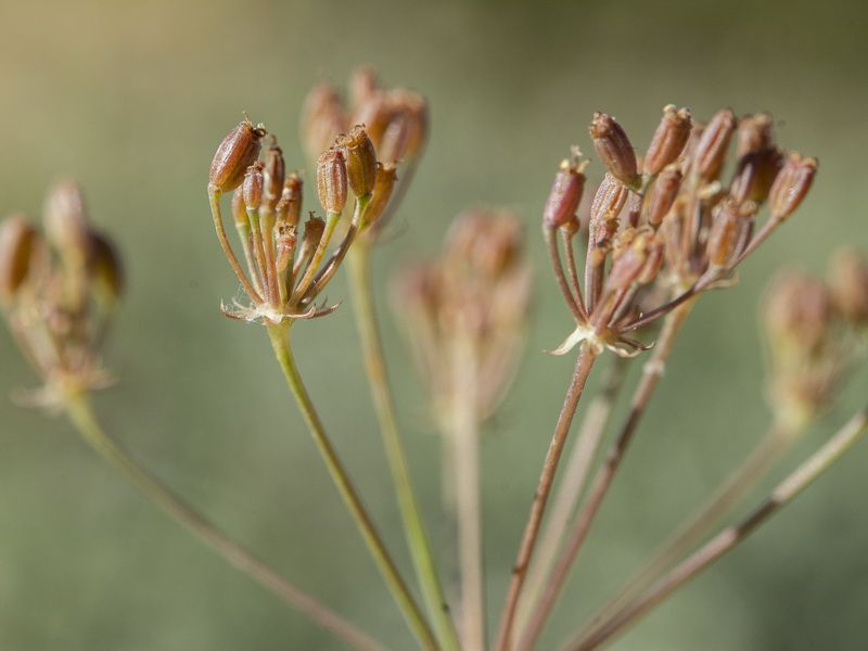 Carum verticillatum.10