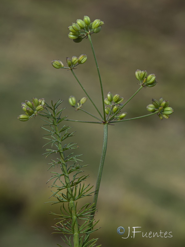 Carum verticillatum.11