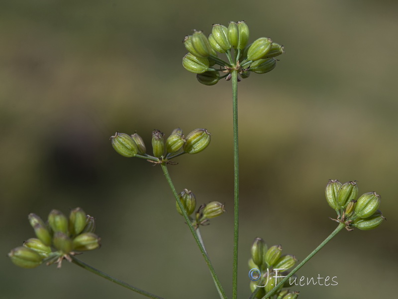 Carum verticillatum.09