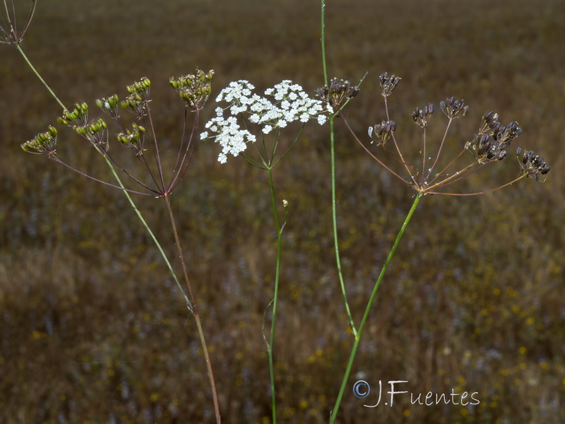 Carum verticillatum.22