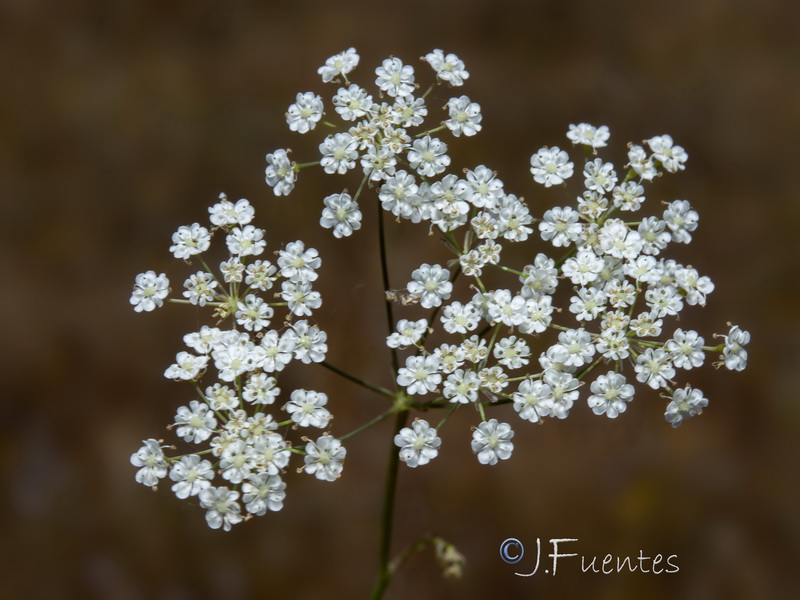 Carum verticillatum.23