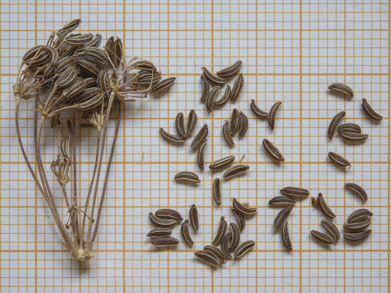 Carum verticillatum