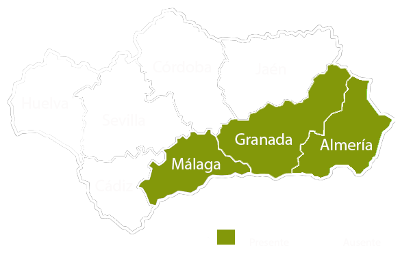 Andalucia copia