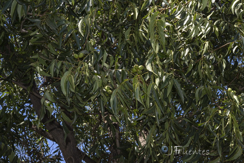 Carya illinoinensis.01