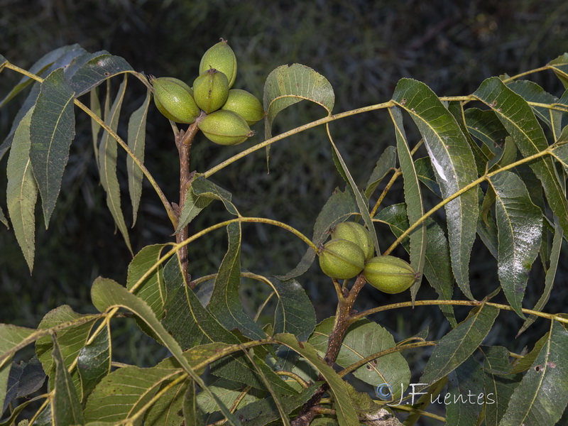 Carya illinoinensis.04