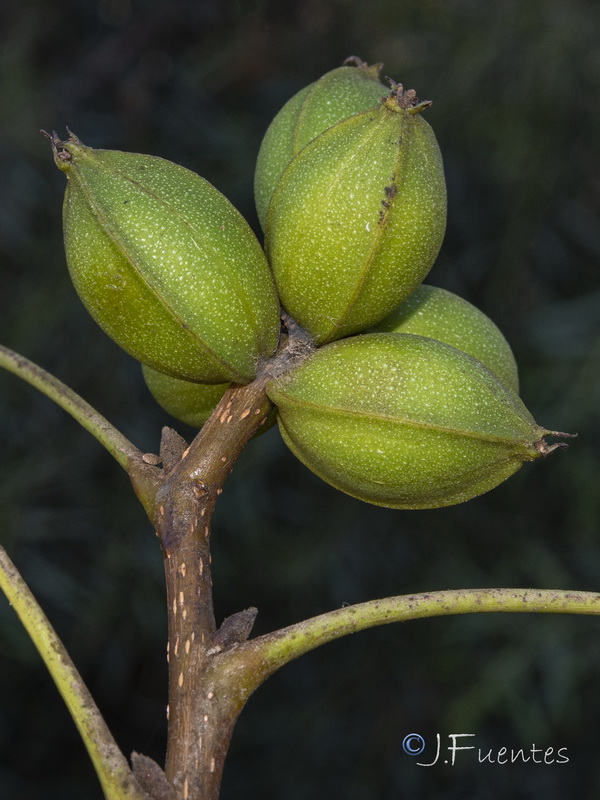 Carya illinoinensis.07