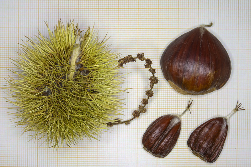 Castanea sativa